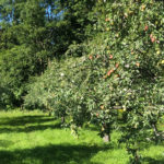 Conservation des poires : 5 méthodes à connaître